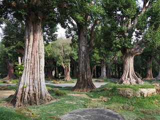 big tree with fresh green leaves