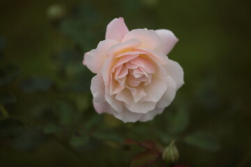 淡いピンク色のバラの花のアップ