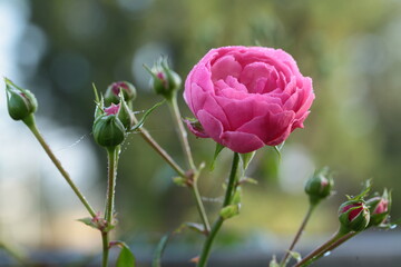 ピンク色のバラのアップ