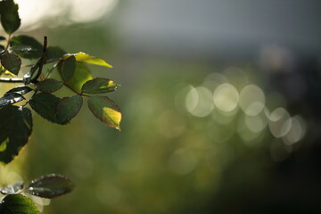 薔薇の葉のアップと玉ボケ