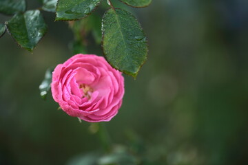 ピンク色のバラのアップ