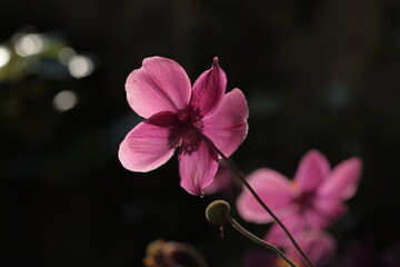 日に透けるシュウメイギクのアップ
