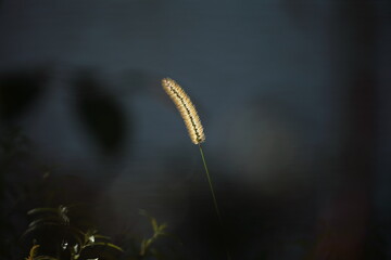日にあたり輝いているエノコログサ