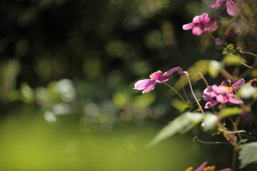 陽の光を受けているシュウメイギク
