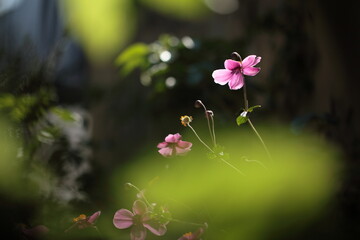 陽の光を受けているシュウメイギク
