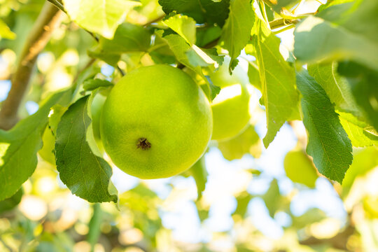 Green apples on an apple-tree branch