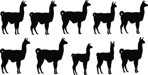 Llama silhouette set, black vector icons, side profile animal poses, isolated clipart for nature, wildlife, farming, South American design, comparison