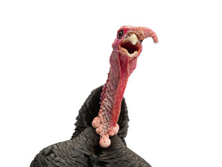 portrait turkey isolated on a white background.