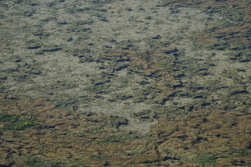 algae in the shallows, texture