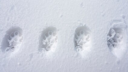 Abstract Impressions Linear Indentations in a Field of White, Crystalline Powder.