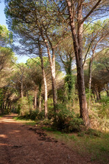 Fototapeta premium pineta