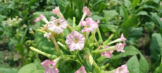 flower of Nicotiana tabacum, or cultivated tobacco, with pink white tubular petals and green calyx....
