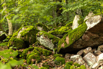Green moss growing on rocks in a lush, ancient forest environment