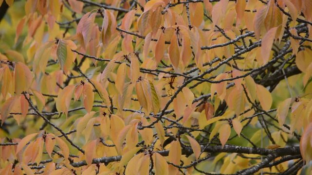 Herbstlich verf&auml;rbte Bl&auml;tter im Wind