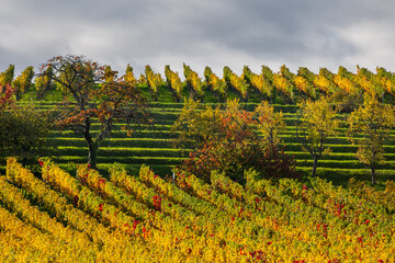 Fototapeta premium Herbstlicher Weinberg an der Südlichen Weinstraße in der Pfalz