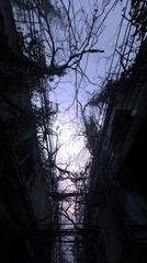 Overgrown cityscape, buildings entwined with vines beneath a hazy sky, soft glow