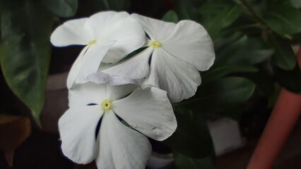 Blooming White Flower 2