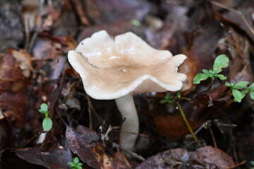 クサウラベニタケ