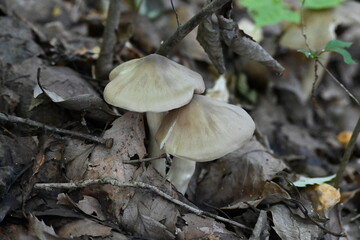 クサウラベニタケ