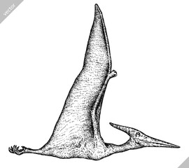 Vintage engraving isolated pterosaur set illustration pterodactylus ink sketch. Flying dinosaur background silhouette Jurassic art. Black and white hand drawn vector image