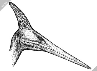 Vintage engraving isolated pterosaur set illustration pterodactylus ink sketch. Flying dinosaur background silhouette Jurassic art. Black and white hand drawn vector image