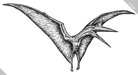 Vintage engraving isolated pterosaur set illustration pterodactylus ink sketch. Flying dinosaur background silhouette Jurassic art. Black and white hand drawn vector image