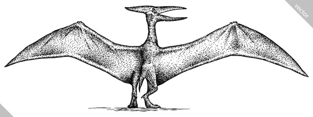 Vintage engraving isolated pterosaur set illustration pterodactylus ink sketch. Flying dinosaur background silhouette Jurassic art. Black and white hand drawn vector image