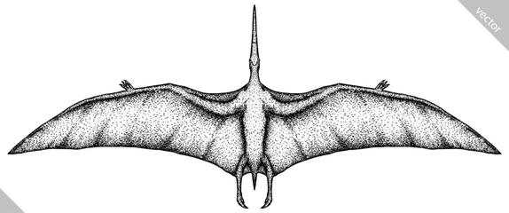 Vintage engraving isolated pterosaur set illustration pterodactylus ink sketch. Flying dinosaur background silhouette Jurassic art. Black and white hand drawn vector image