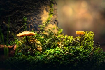 Magic in the undergrowth. Mushrooms, autumn fruits.