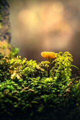 Magic in the undergrowth. Mushrooms, autumn fruits.