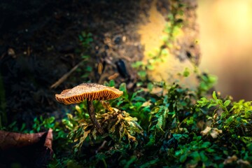 Magic in the undergrowth. Mushrooms, autumn fruits.