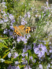 Colorful butterfly wren sitting on vibrant purple rosemary flowers showing natural beauty in a tranquil outdoor setting with soft sunlight