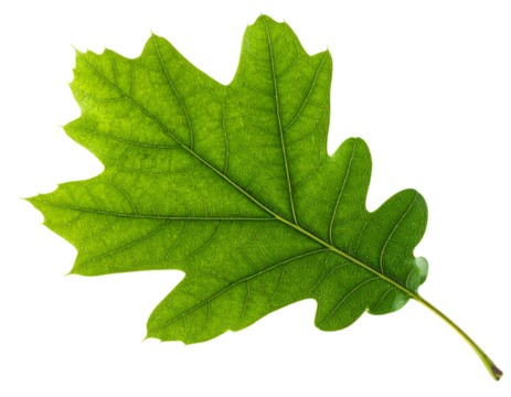 A vivid green, oak-leaf, with prominent veins and detailed edges, set against black