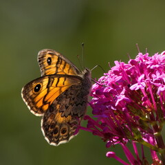 butterfly on flower