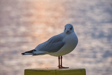 Lachmöwe im Abendlicht