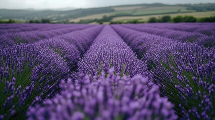 Obraz premium Vast Lavender Field with Rows of Blooming Purple Flowers and Hazy Hills