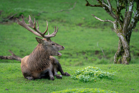 resting red deer stag calling in green meadow