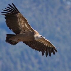 Obraz premium Griffon vulture 