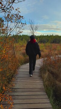 A medium wide shot captures a young woman walking alone on a wooden trail, a boardwalk, through a scenic swamp area bordered by tall pine and birch trees in an autumn landscape. 