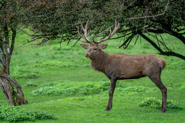 majestic red deer stag standing in green meadow