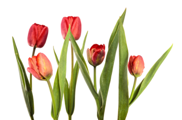magnificent assortment of red tulips radiating the vibrant splendor of spring conveying love and elegance against a solid black backdrop enhancing the rich colors