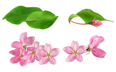 delicate apple blossoms and leaves scattered on a transparent background, evoking springtime...