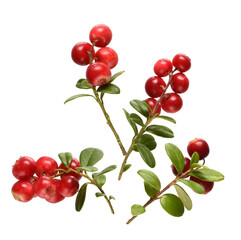 vibrant lingonberry clusters with lush green leaves set against a transparent background conveying freshness, health, and natural beauty ideal for lifestyle designs