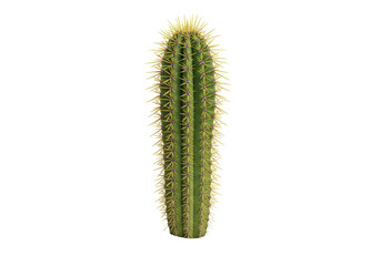 Naklejka premium Isolated, succulent cactus plant with sharp spines, close-up studio shot for nature designs