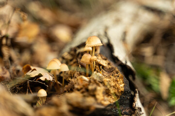 Wild mushrooms in the forest. Outdoor concept. Autumn season.