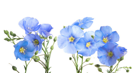lovely blue flax flowers with delicate petals and golden centers in a natural setting showcasing...