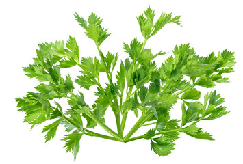 lush green celery plant displaying vibrant leaves and stems, symbolizing health, freshness, and natural goodness, ideal for culinary and wellness themes