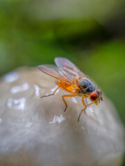 Macro shot of a fly on a mushroom in nature