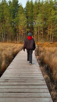A medium wide shot captures a young woman walking alone on a wooden trail, a boardwalk, through a scenic swamp area bordered by tall pine and birch trees in an autumn landscape. 