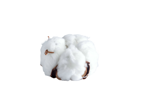 Fluffy white cotton boll isolated on a stark black background, close-up - Powered by Adobe